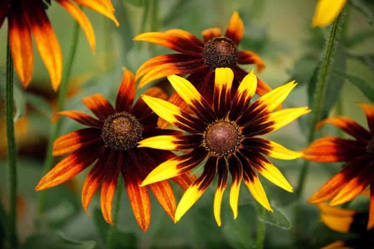 Rudbeckia