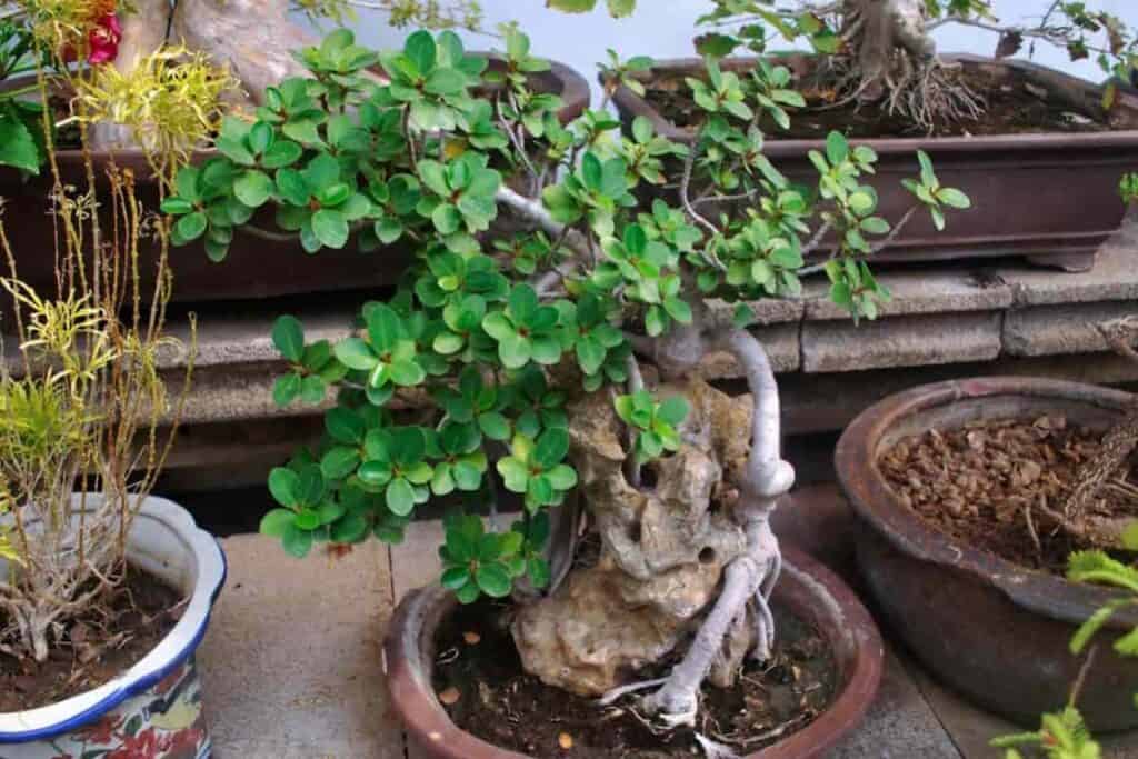 Growing Miniature Trees