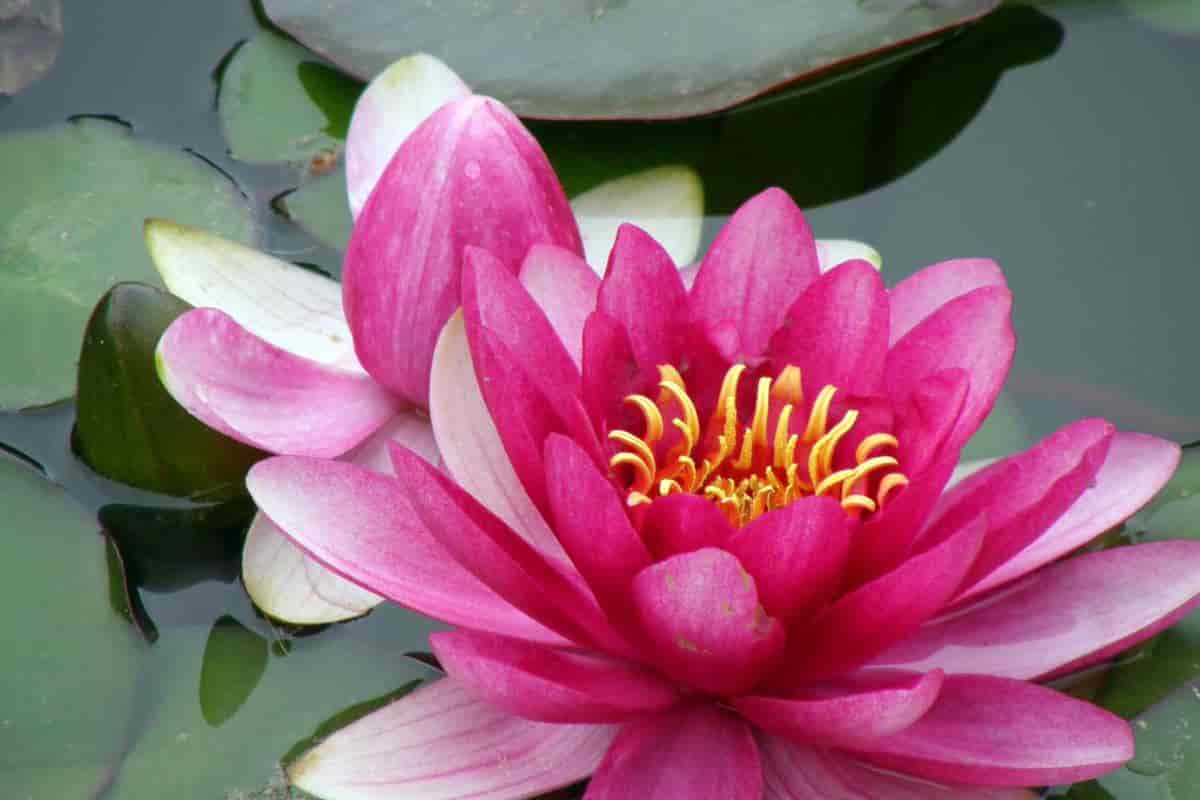 Waterlilies in Pots