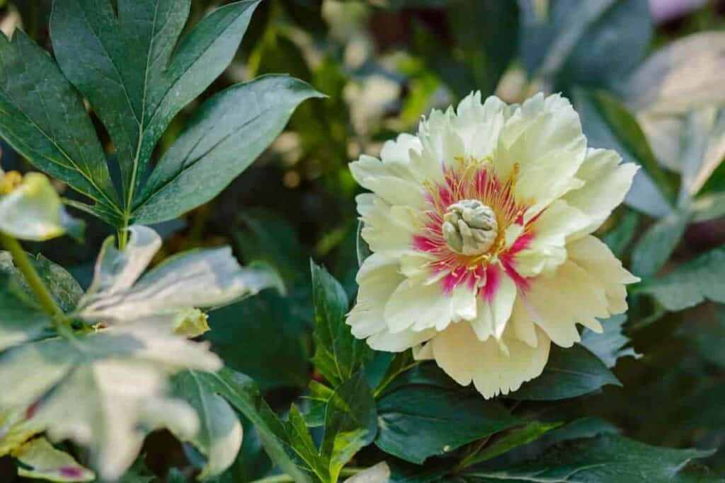 Plant Tree Peonies