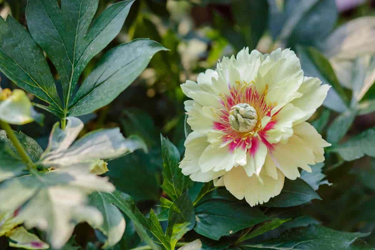 Plant Tree Peonies