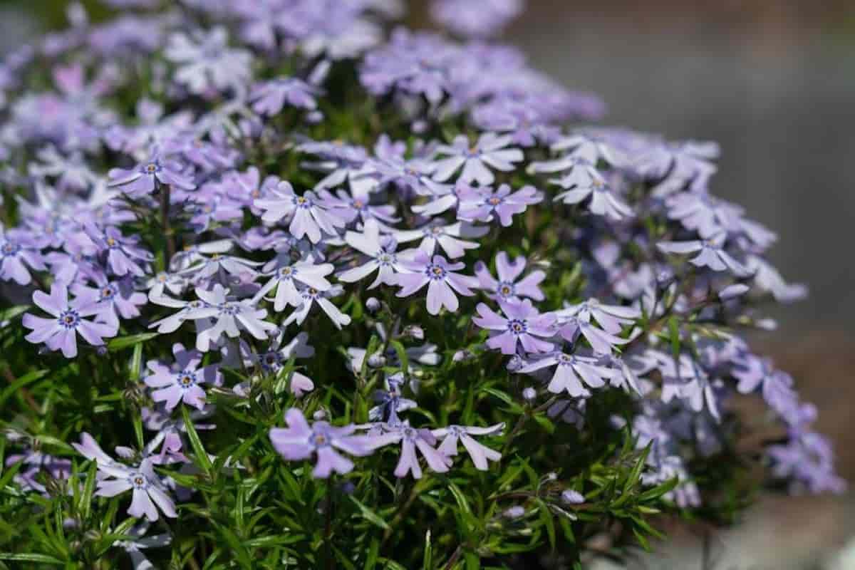 Phlox