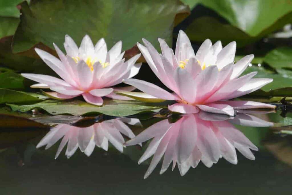 Water lilies for Cool Summer Beauty