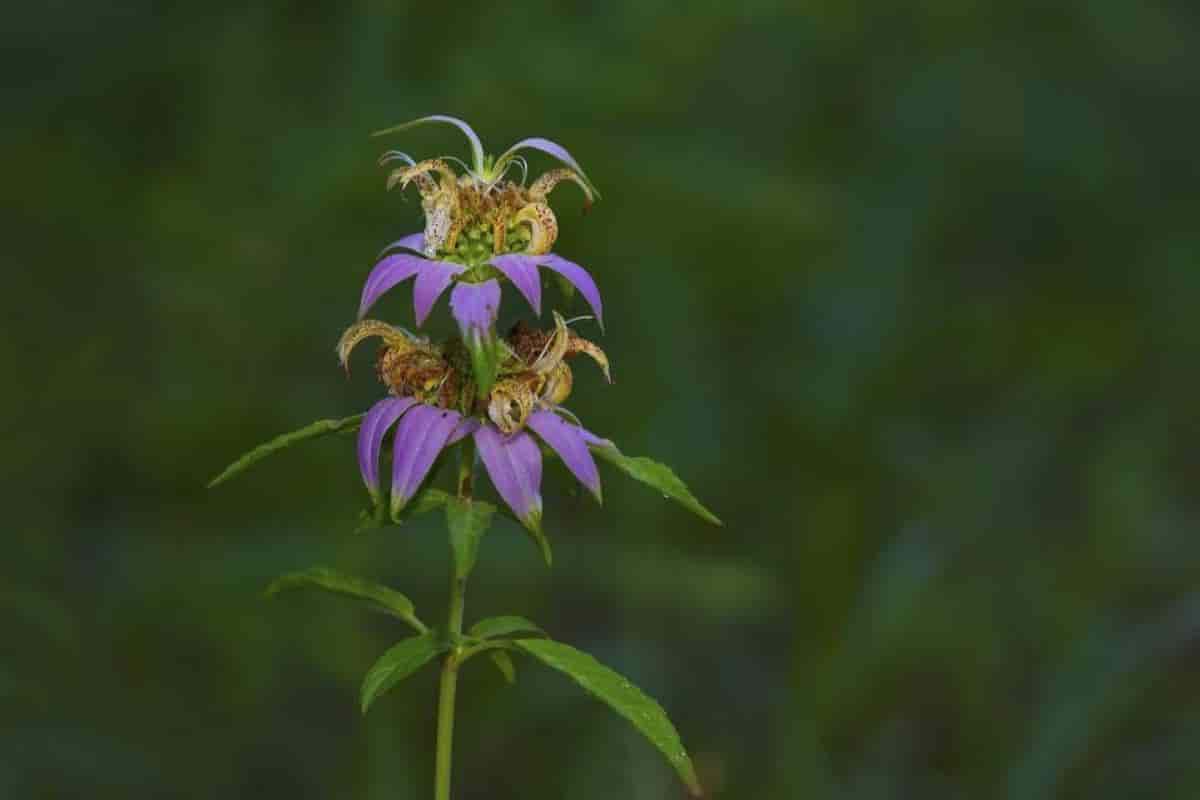Spotted Beebalm