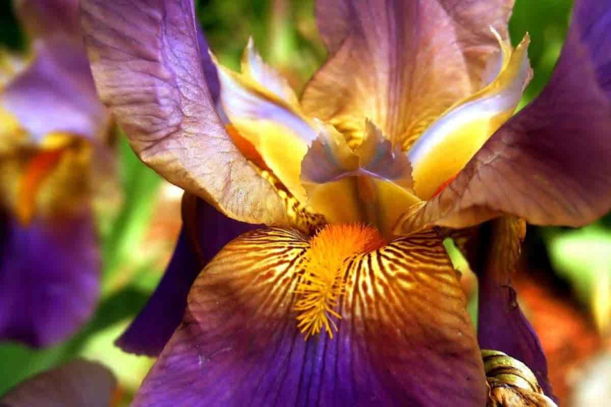 Perennials and Biennials