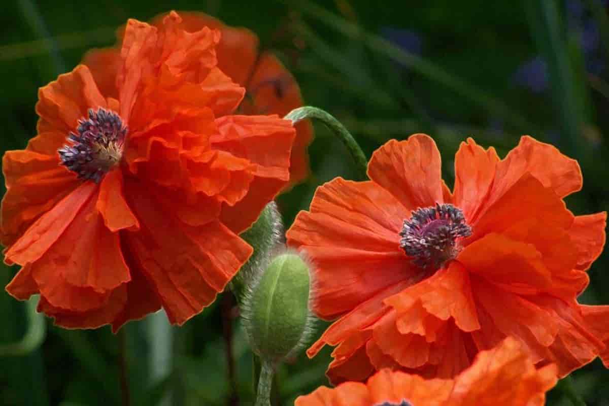 Oriental Poppies