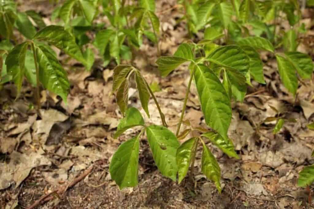 Poison Ivy