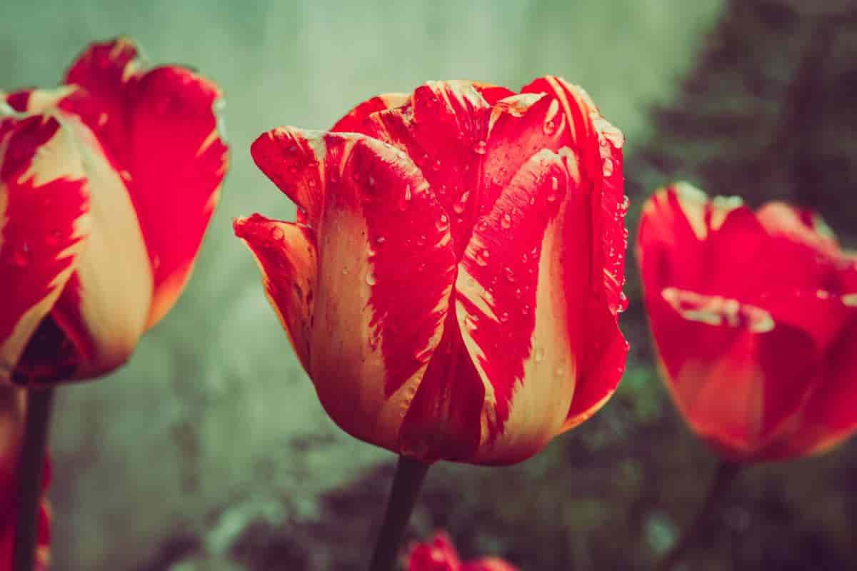 Special Tulips