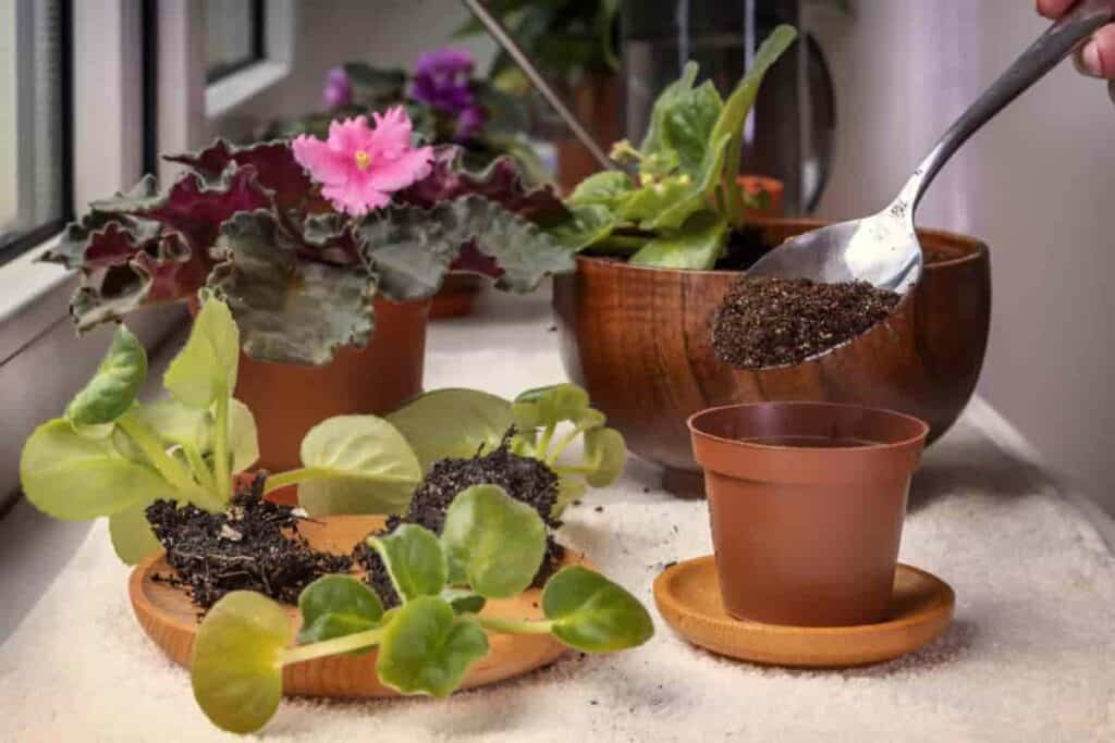 african violets no specialist no coddling