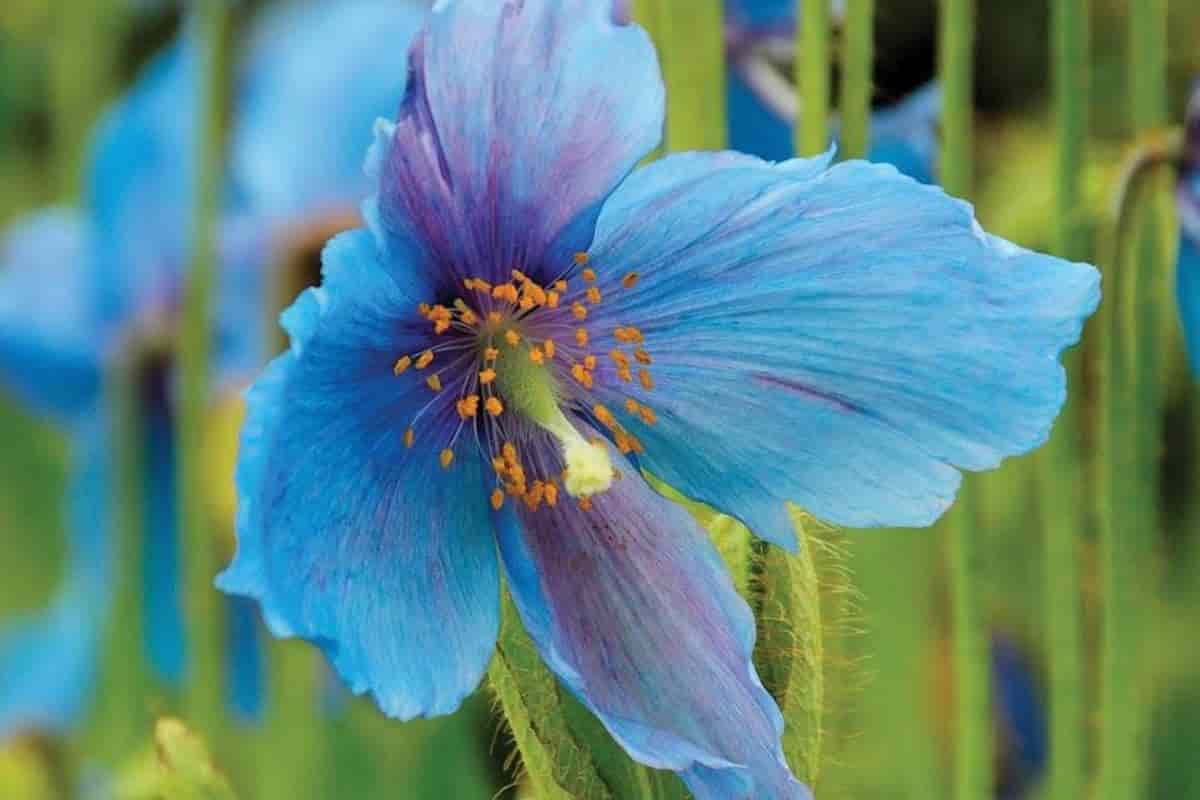 Meconopsis Blue Poppy