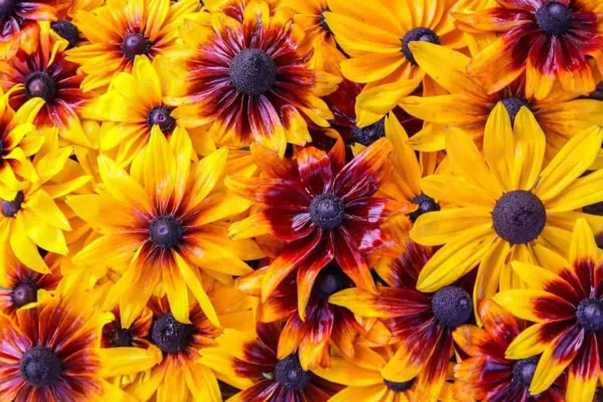 Gloriosa Daisy