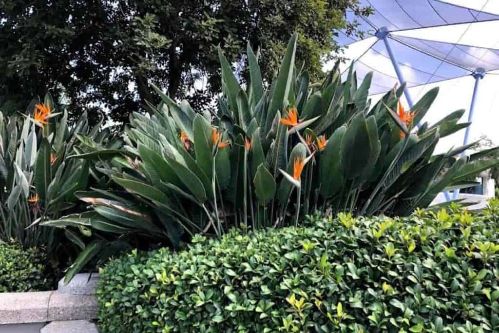 Bird of Paradise