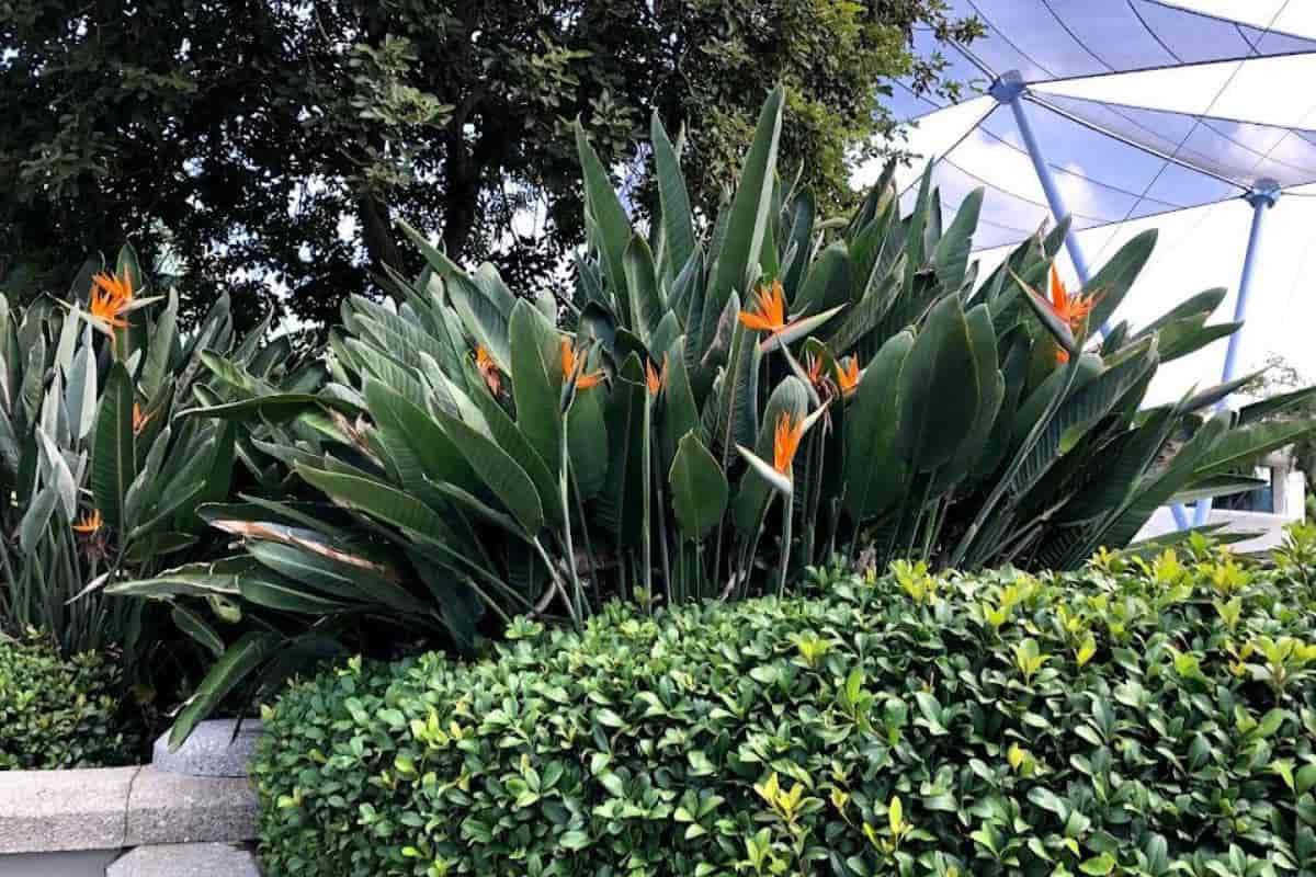 Bird of Paradise