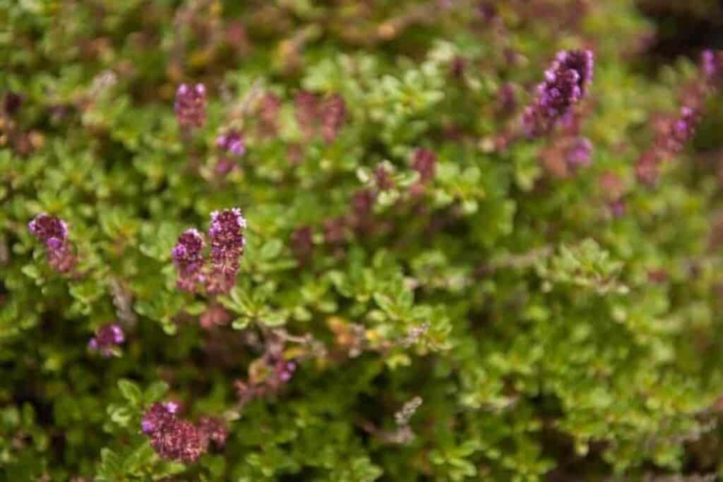 Turfs of Tiny Thymes
