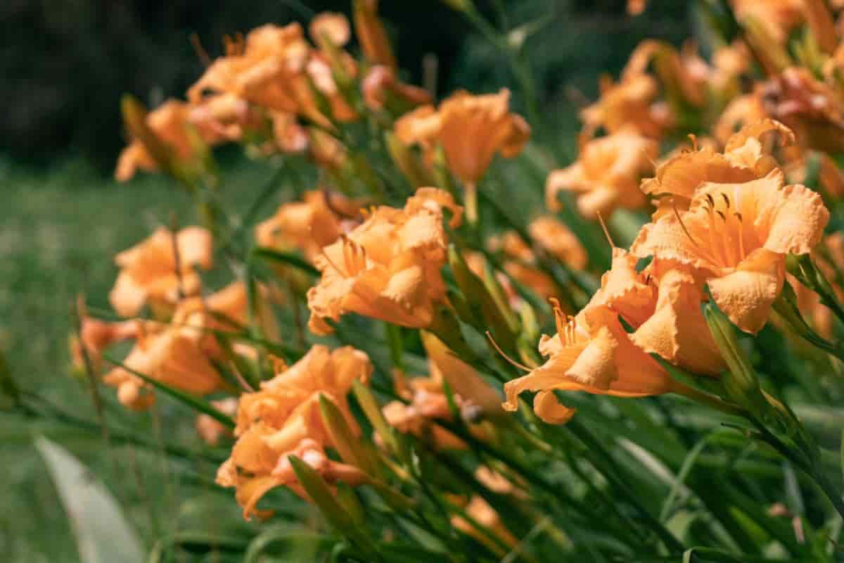 lilies for every color
