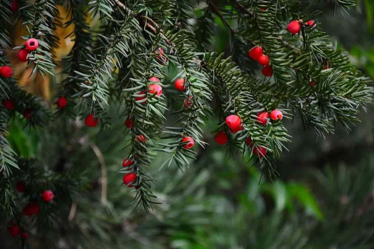 Yews for landscaping