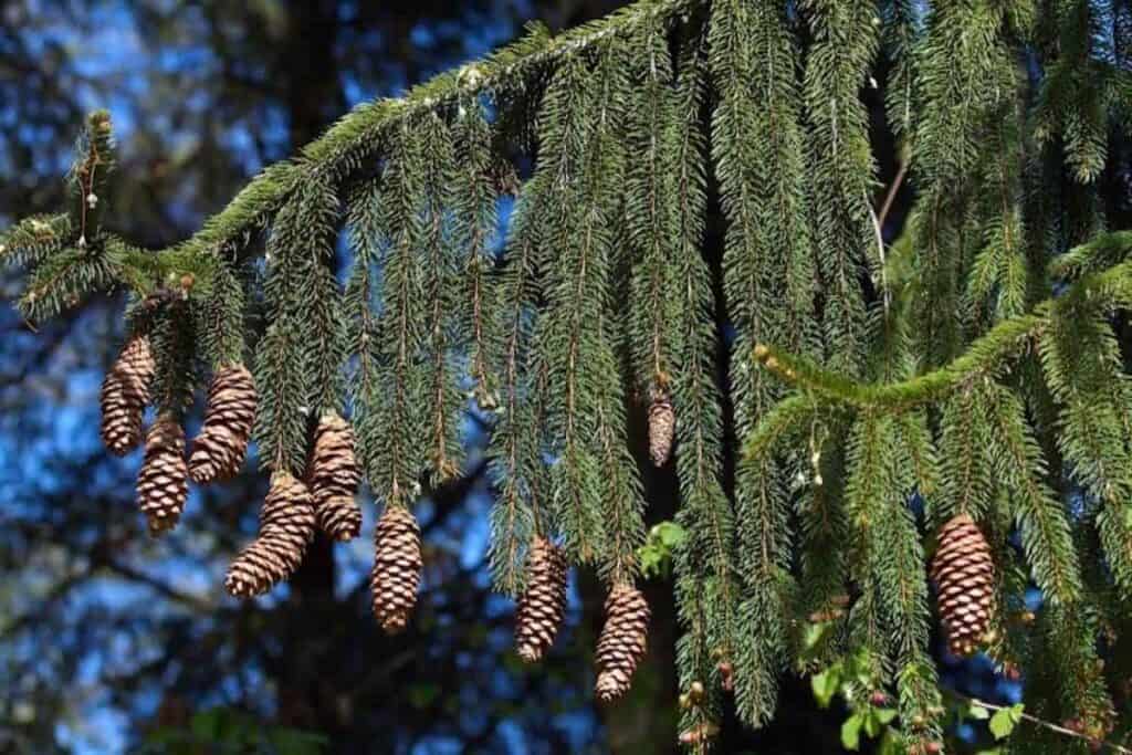 Norway Spruce