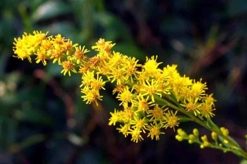 Goldenrods