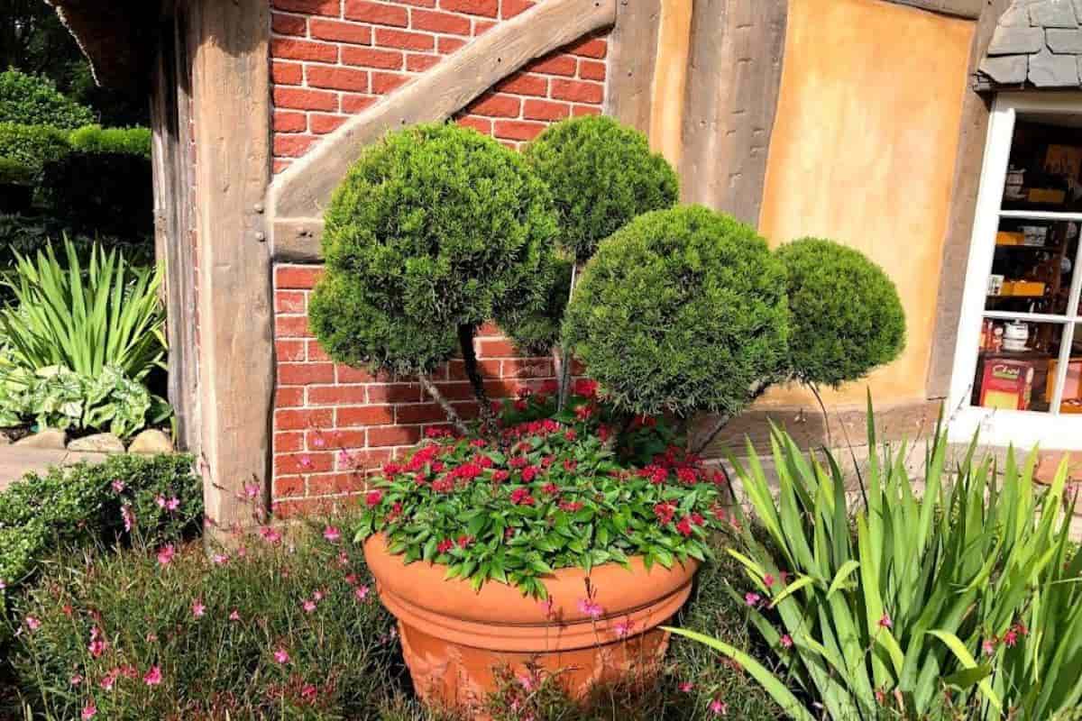 Topiary