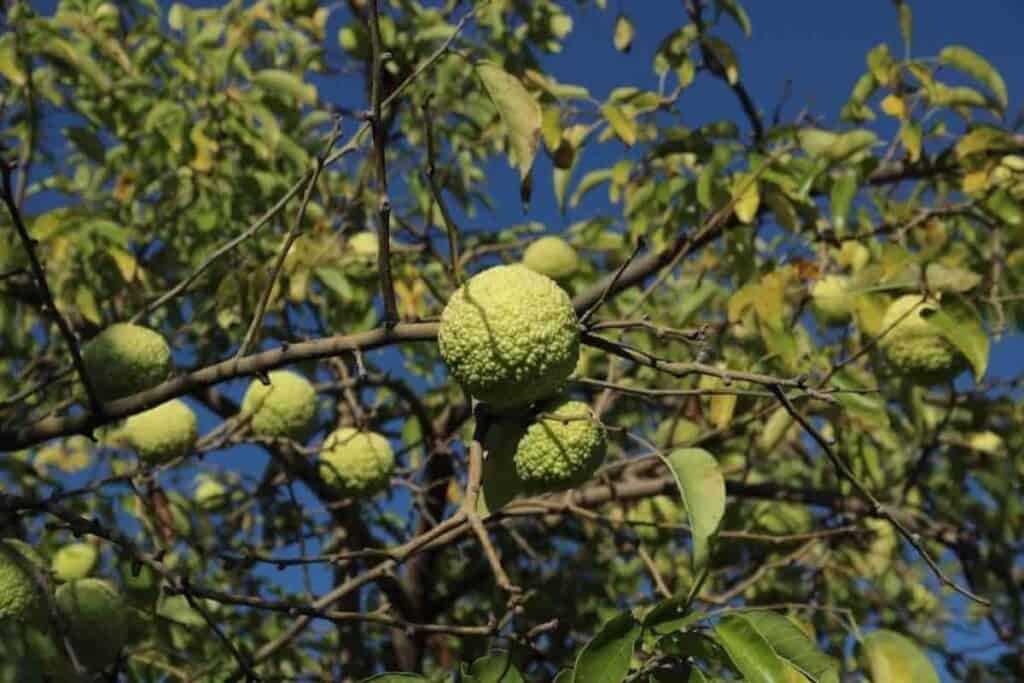 Osage Orange Tree