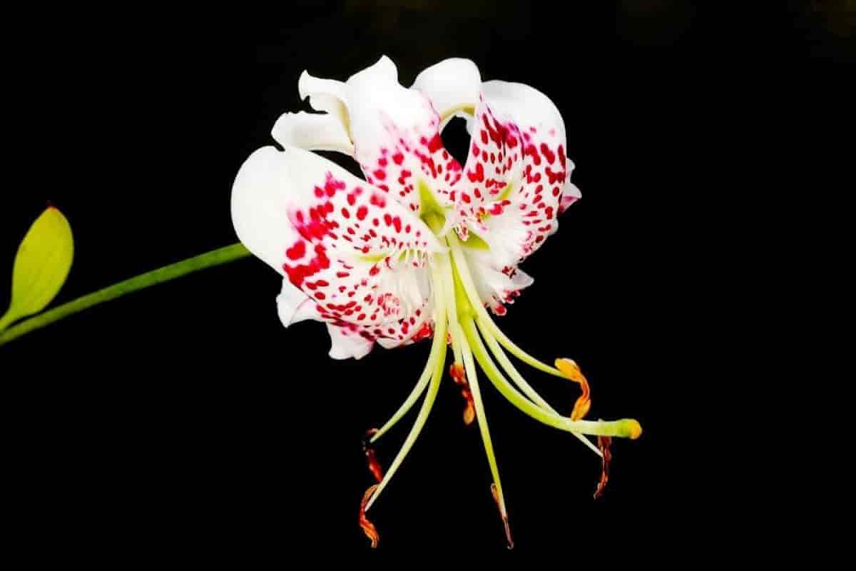 Flowers in Garden
