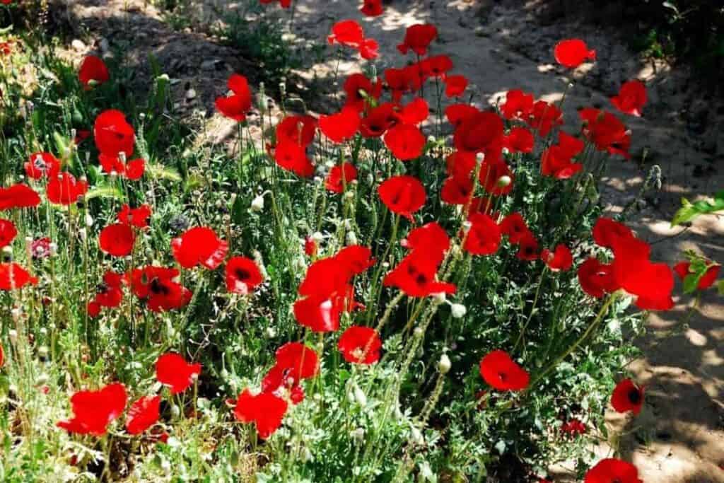 Oriental Poppies