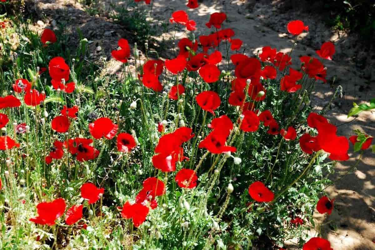 Oriental Poppies