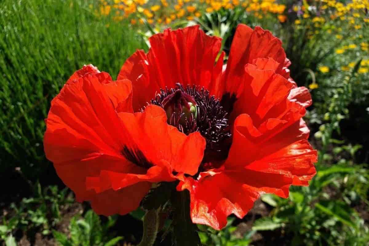 Poppy Man