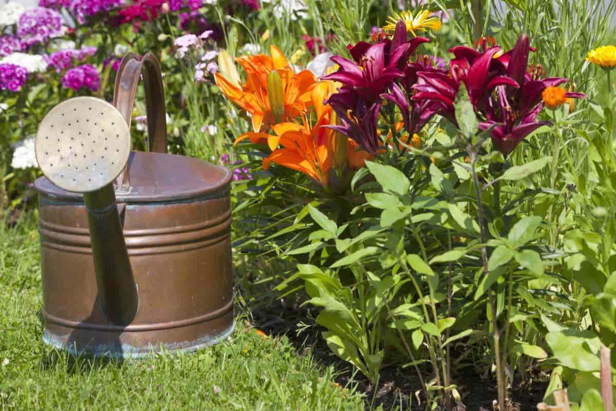 Best Setting for Lilies