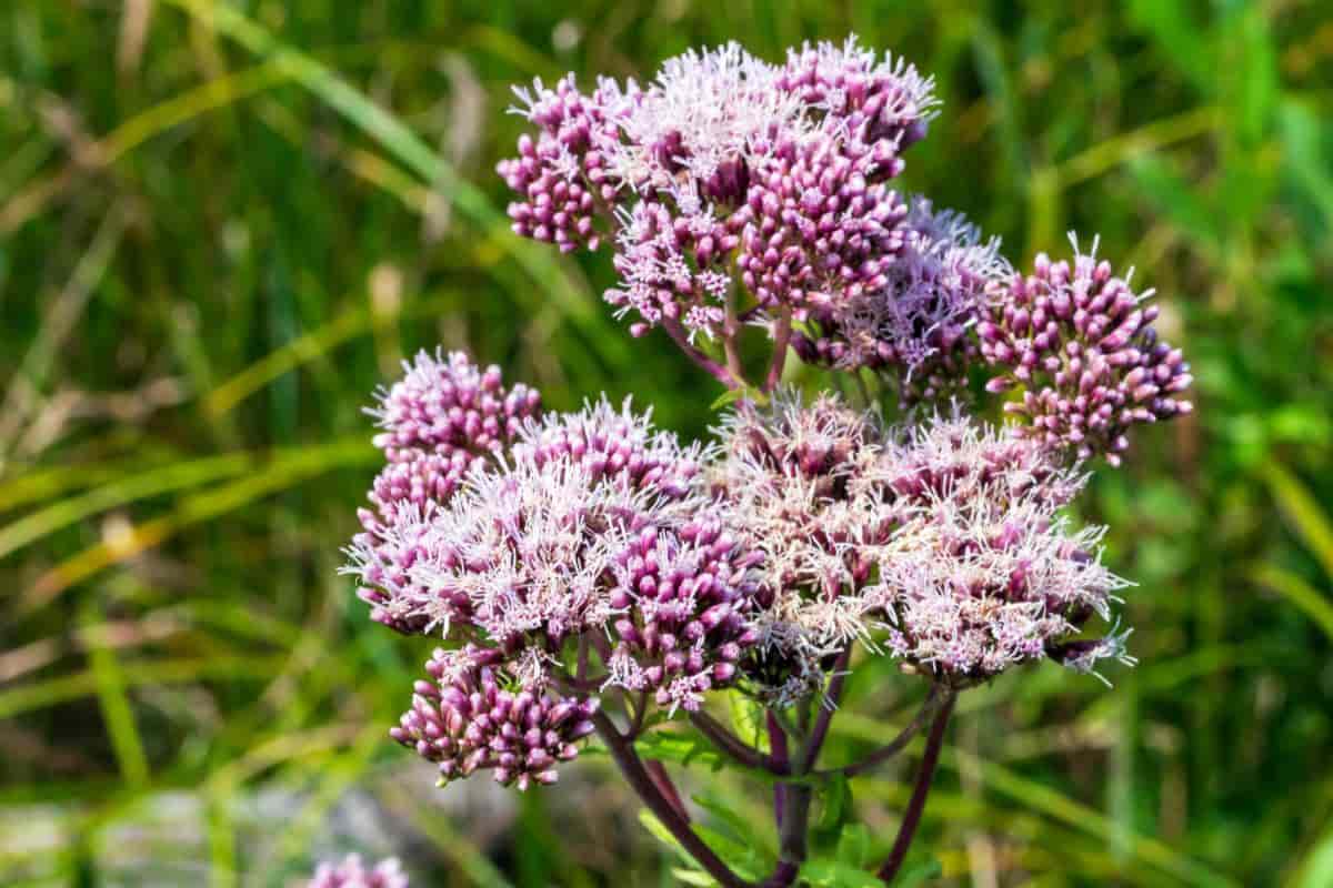 Two Native Eupatoriums