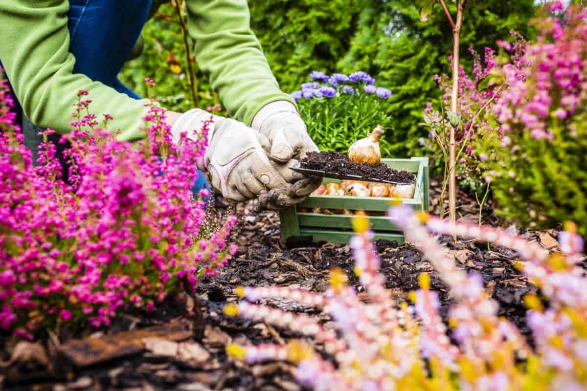 Planting Garden Bulbs