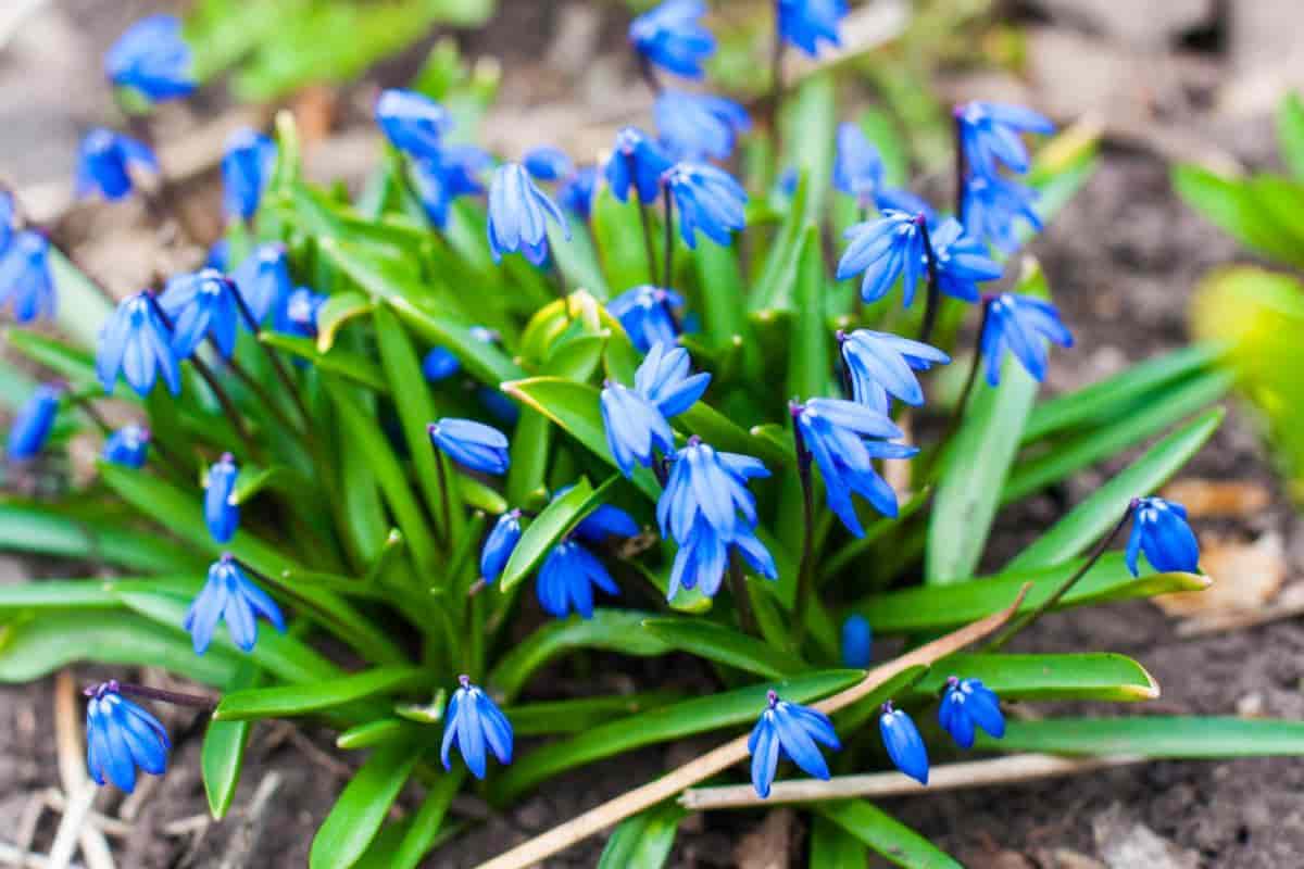 Wee Bulbs