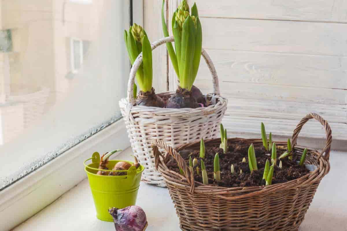 Spring-flowering bulbs