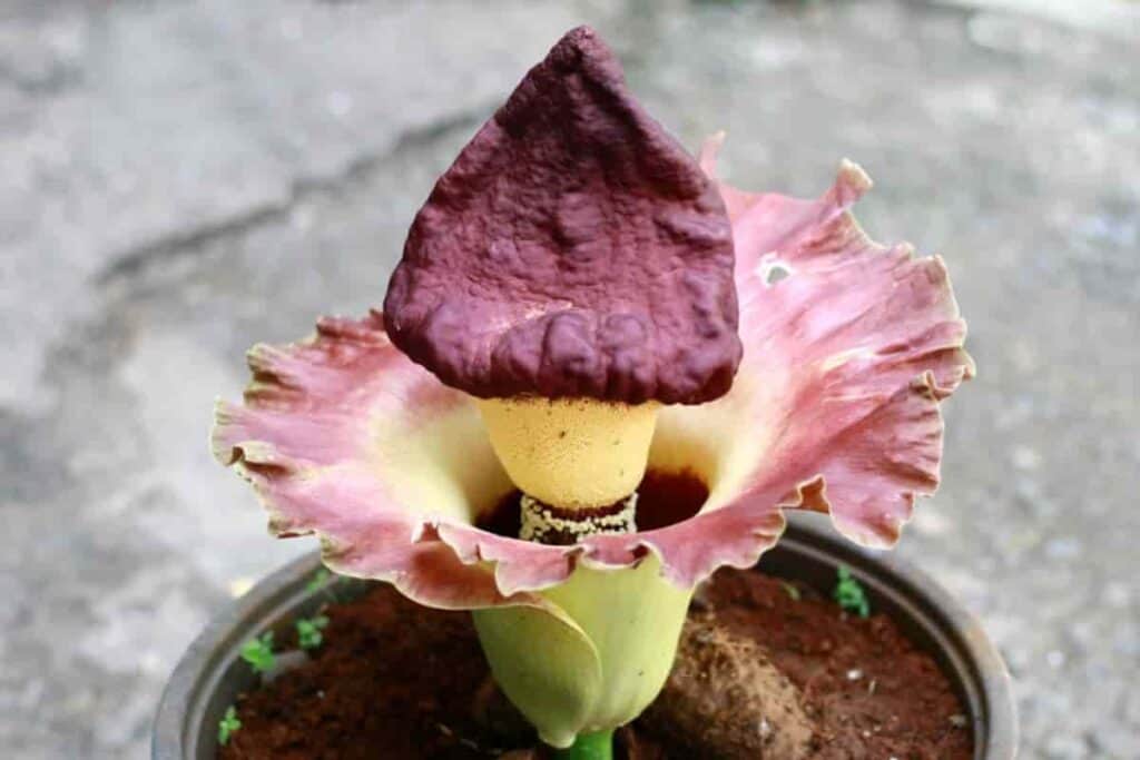 Sacred Lily