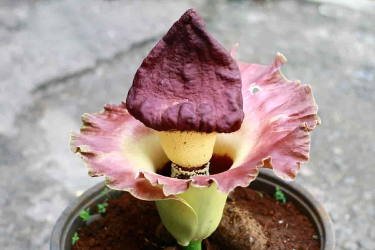 Sacred Lily