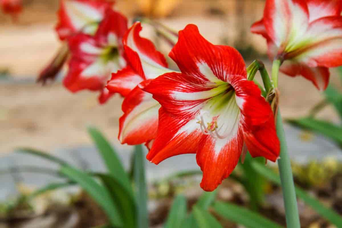 Wintering Amaryllis