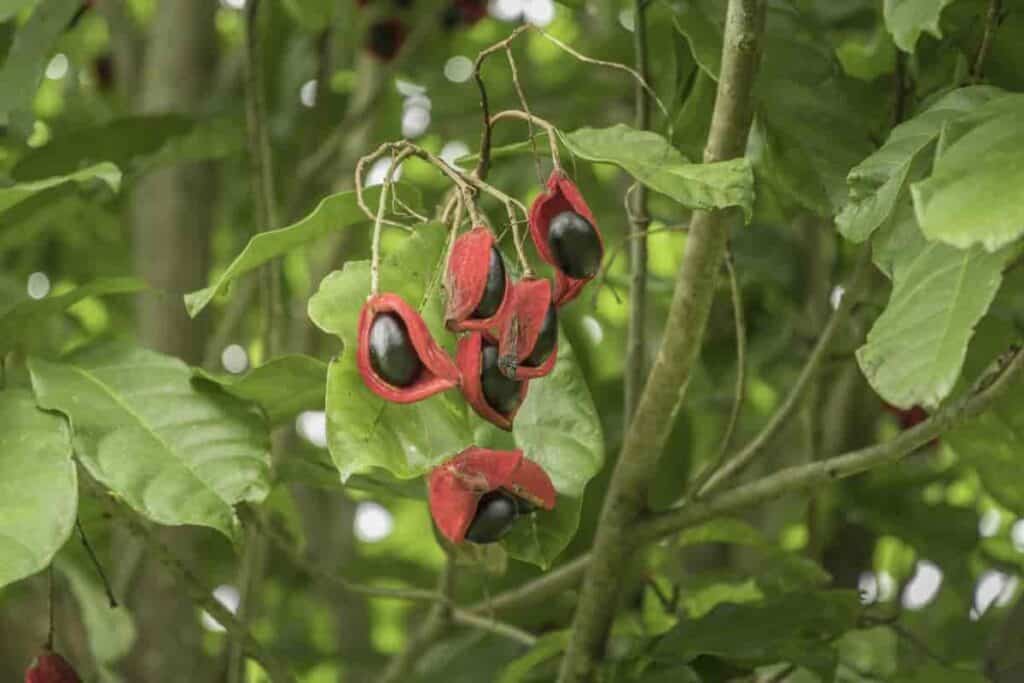 Chinese Chestnut