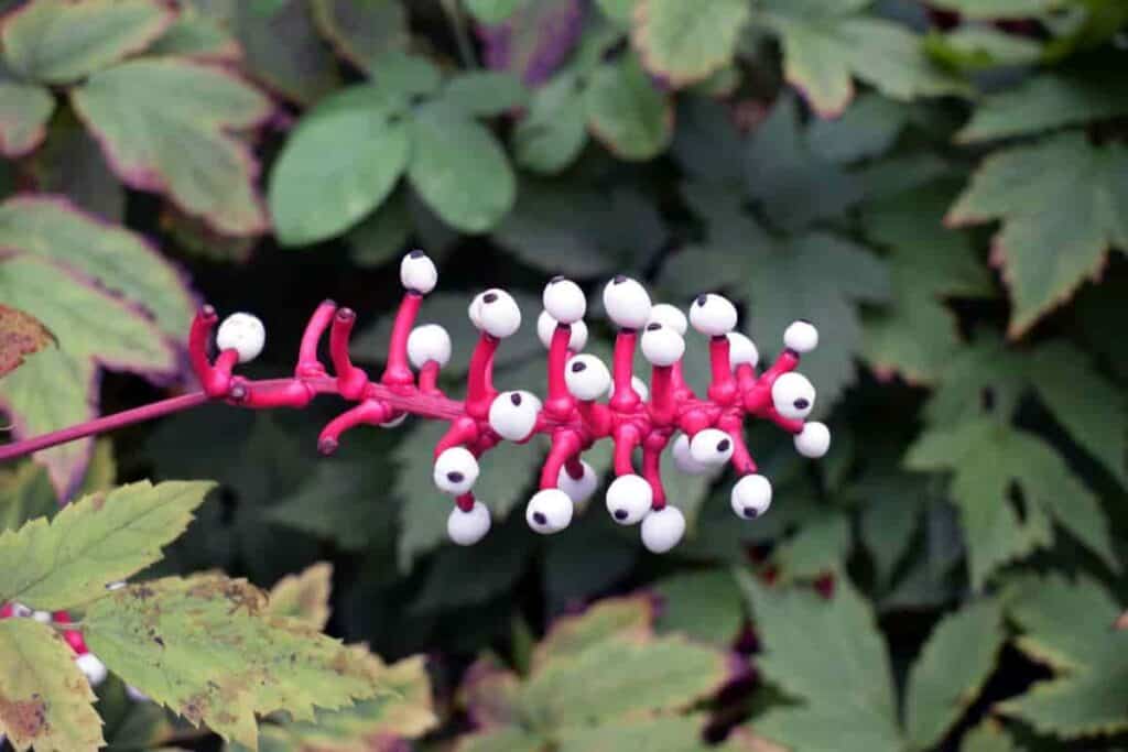 Baneberries