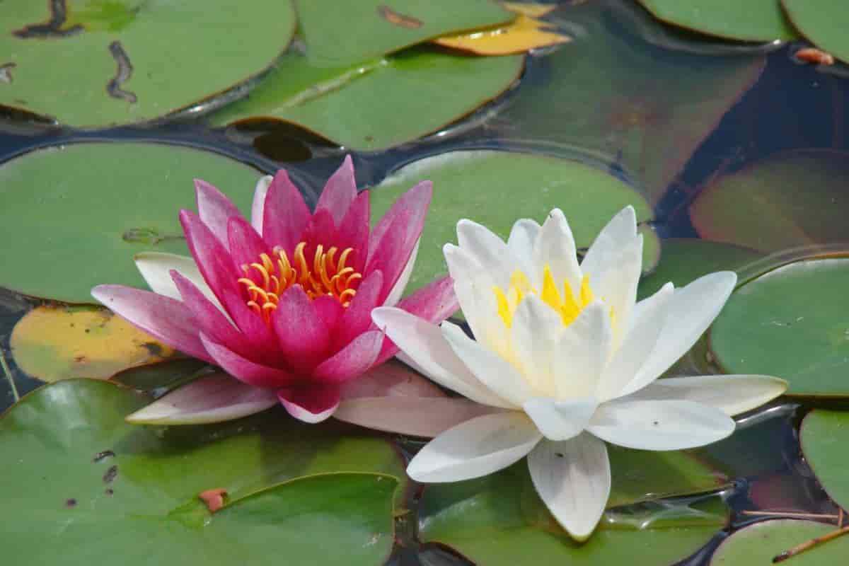 Waterlily or Lotus