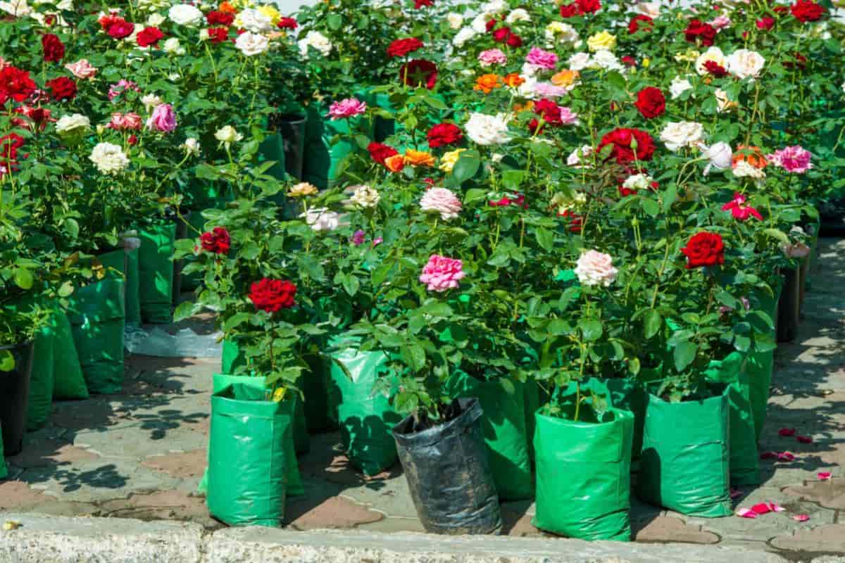Rose Survival