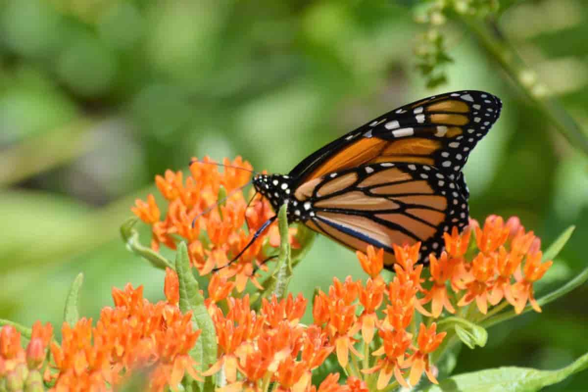 Common Milkweed