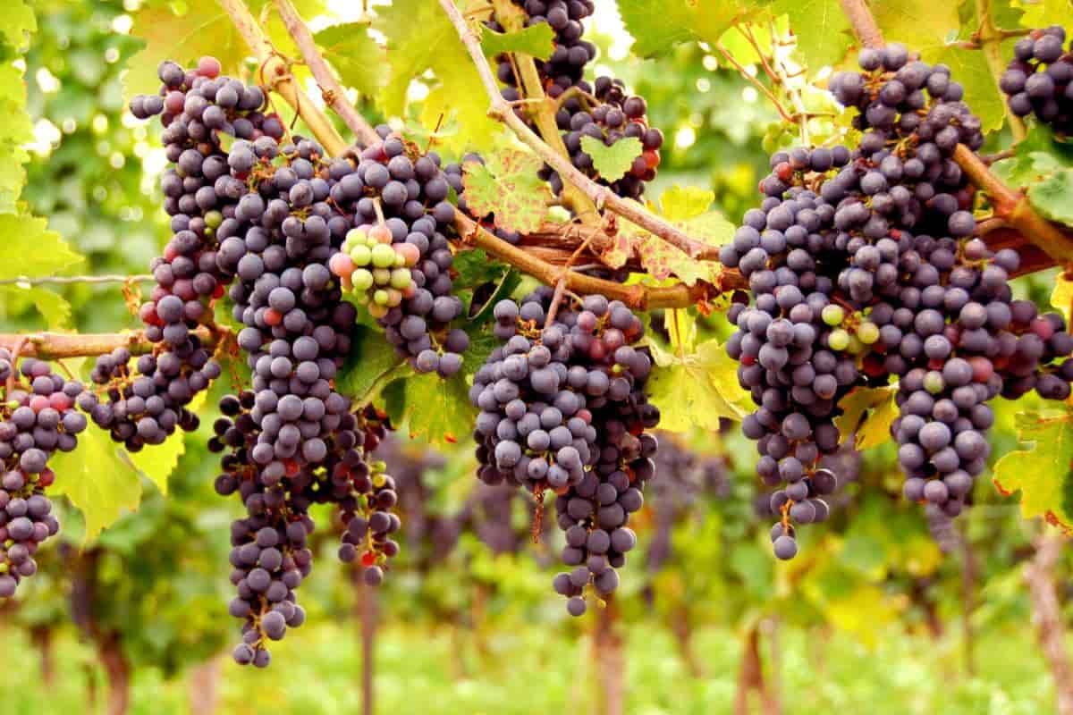 Best Grapes