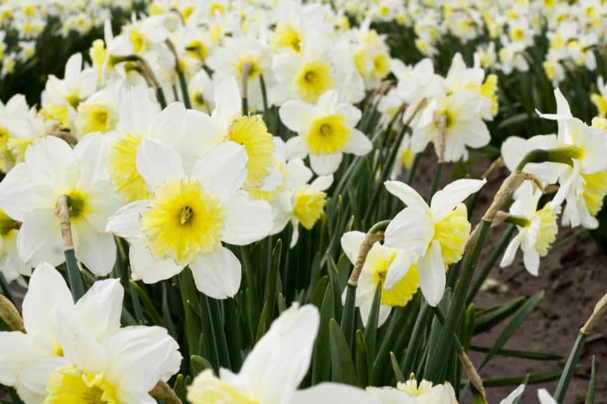 white flowering daffodils