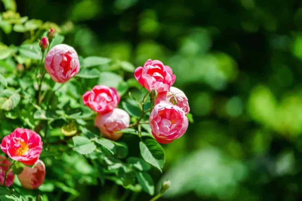New Roses for Fall Planting