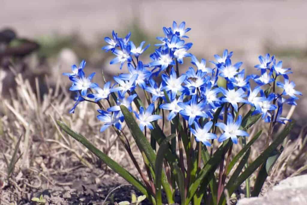 Spring Bloom Bulbs
