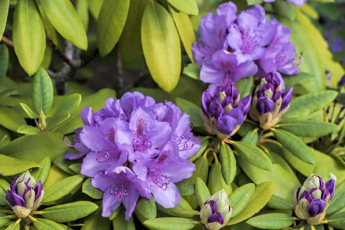 Propagating Rhododendrons