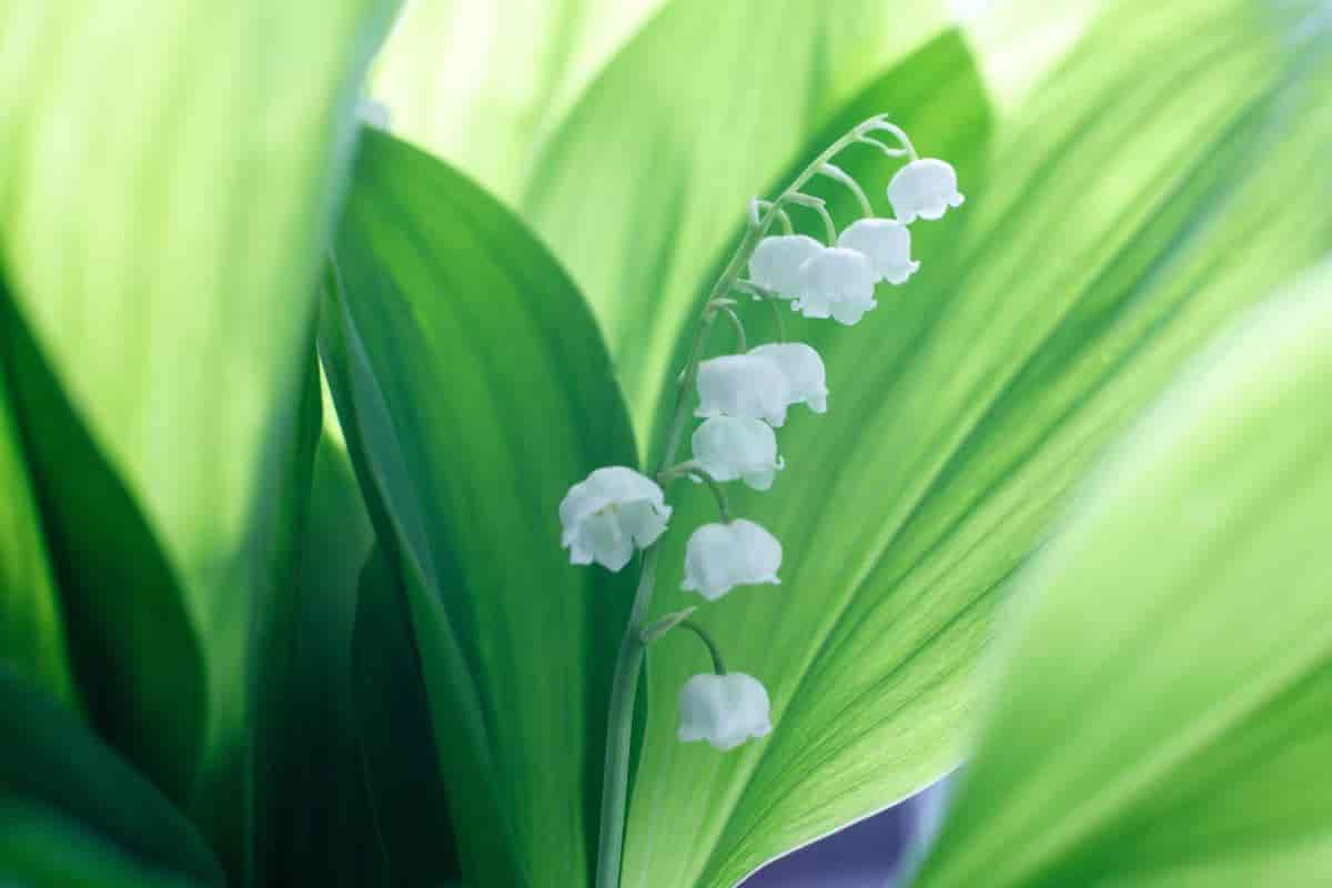 Lily of the valley