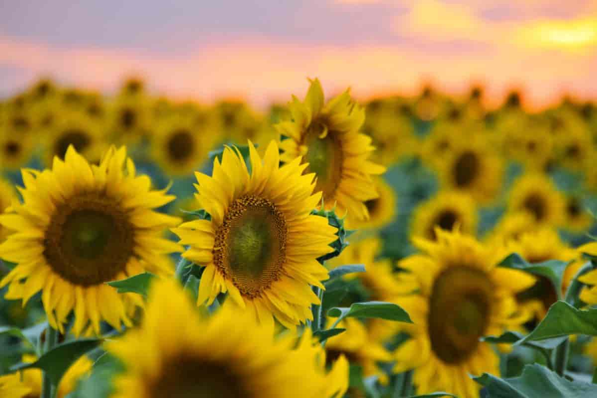 Sunflowers