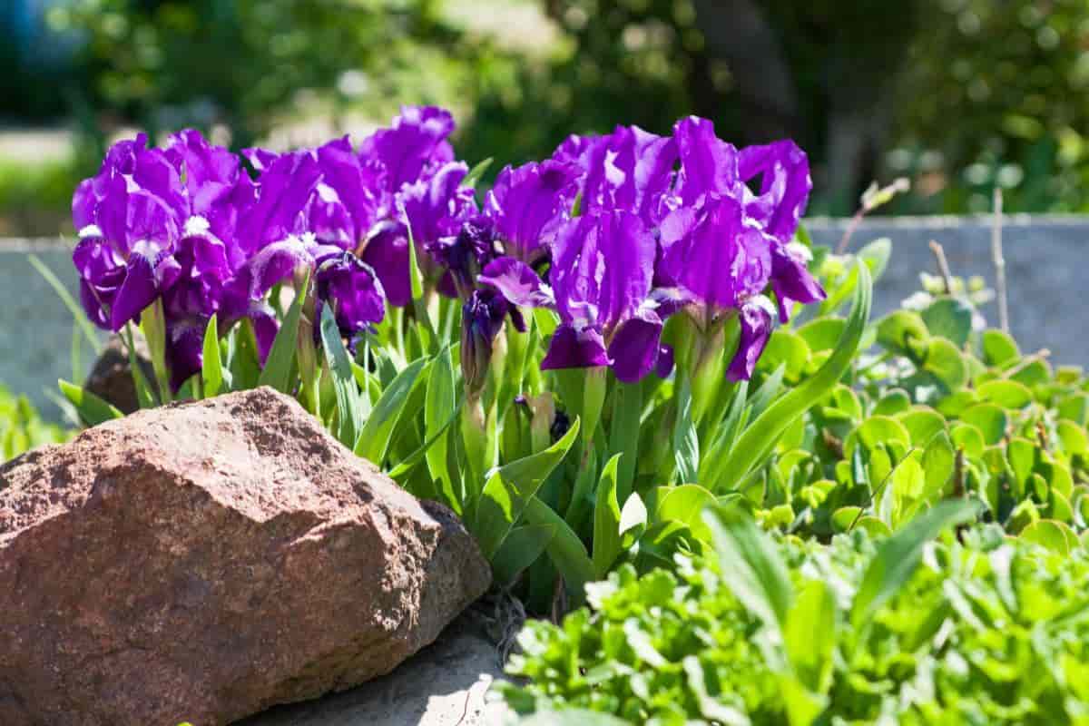 Pacific Coast Iris