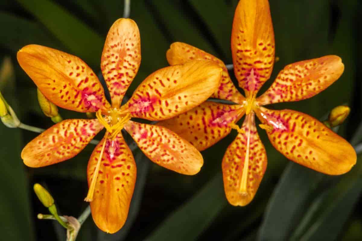 blooming Blackberry lily